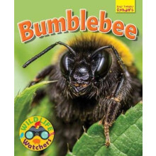 Wildlife Watchers Bumblebee by Ruth Owen Paperback Book