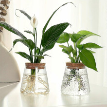 (W-8.5cm-3.35inX9.5-3.74in) Glass Propagation Vase with Wooden Lid, 1pc 8.5x9.5cm Tabletop Hydroponic Plant Cuttings Station for Office Home Decor