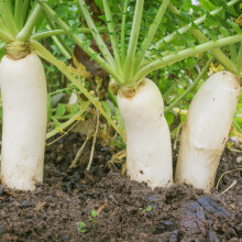 Outsidepride Jaarlijkse Daikon Radijszaad - 1 oz. Chinese, Japanse & Oosterse Radijszaad voor Bodemgezondheid