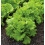 Semillas de Lechuga Burpee Black Seeded Simpson 2000 semillas 1