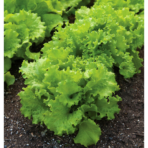 Semillas de Lechuga Burpee Black Seeded Simpson 2000 semillas