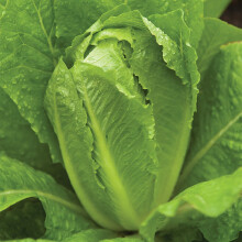 Burpee Parijs Witte Cos Lattuce Zaden 750 zaden