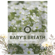 Baby's Breath - 4.000 Zaden voor Planten - 2026 Seizoen - 5 Gram Zak