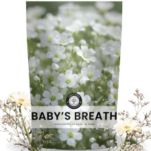 Babys Breath - 90.000 Zaden voor Planten - Seizoen 2026 - 113 Gram Zak