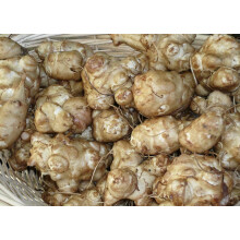 Verse Aardperen uit Jeruzalem, 5 Knol verpakking, Rauwe Sunchokes voor Planten of Eten