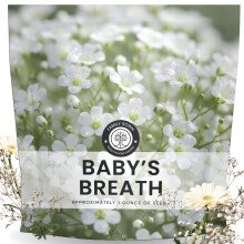 Babys Breath - 22.000 Zaden voor Planten - Seizoen 2026 - 1 Ounce Zak