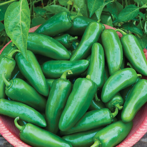 Burpee Big Guy Heet Peper Zaden 30 zaden