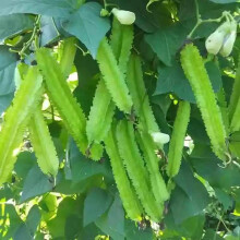 MOCCUROD 15 stuks Winged Pea Zaden Vierhoekige Bonen Dragon Bean Zaden