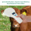 Pet Microchip Reader Scanner, Portable Animal Chip ID Reader, Support Reading FDX-B/EMID/ISO 11784/85 20000 Data Record 6