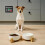 Panneau Magnétique en Acrylique pour Rappel de Repas pour Chat et Chien 2