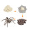 (Spider)Simulation Solid Turtle Chick Frog Animal Growth Cycle Montessori Teaching Aids 1