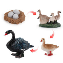 (Black Swan)Simulation Solid Turtle Chick Frog Animal Growth Cycle Montessori Teaching Aids