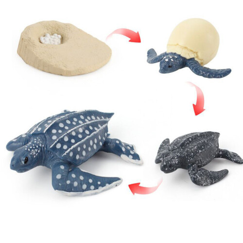 (Leatherback Turtles)Simulation Solid Turtle Chick Frog Animal Growth Cycle Montessori Teaching Aids