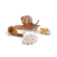(Snail2)Simulation Solid Turtle Chick Frog Animal Growth Cycle Montessori Teaching Aids