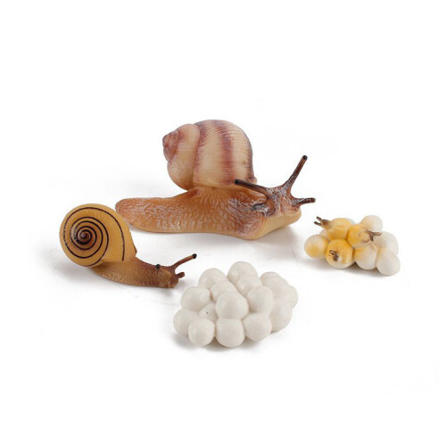 (Snail2)Simulation Solid Turtle Chick Frog Animal Growth Cycle Montessori Teaching Aids