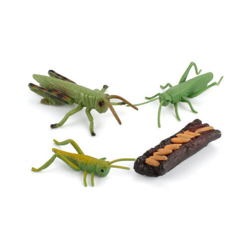 (Grasshopper)Simulation Solid Turtle Chick Frog Animal Growth Cycle Montessori Teaching Aids