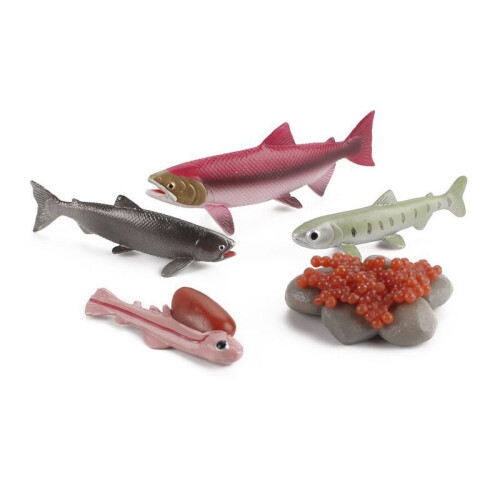 (Salmon)Simulation Solid Turtle Chick Frog Animal Growth Cycle Montessori Teaching Aids