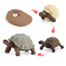 (Elephant Turtle)Simulation Solid Turtle Chick Frog Animal Growth Cycle Montessori Teaching Aids