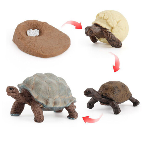 (Elephant Turtle)Simulation Solid Turtle Chick Frog Animal Growth Cycle Montessori Teaching Aids