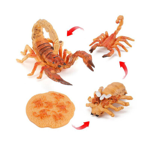 (Scorpion1)Simulation Solid Turtle Chick Frog Animal Growth Cycle Montessori Teaching Aids