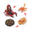(Scorpion2)Simulation Solid Turtle Chick Frog Animal Growth Cycle Montessori Teaching Aids 1