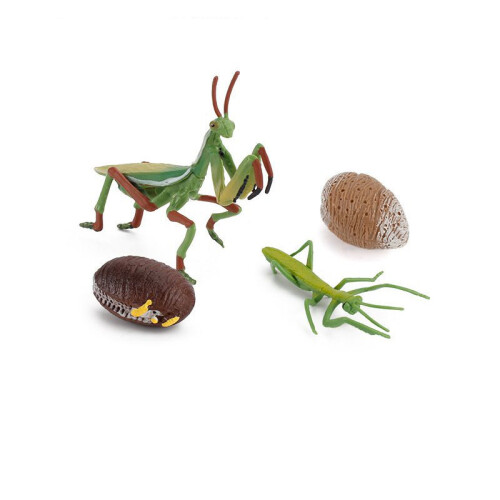 (Mantis)Simulation Solid Turtle Chick Frog Animal Growth Cycle Montessori Teaching Aids