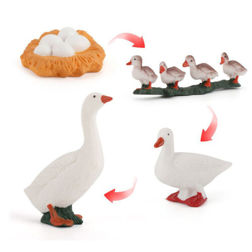 (Duck)Simulation Solid Turtle Chick Frog Animal Growth Cycle Montessori Teaching Aids