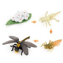 (Dragonfly)Simulation Solid Turtle Chick Frog Animal Growth Cycle Montessori Teaching Aids