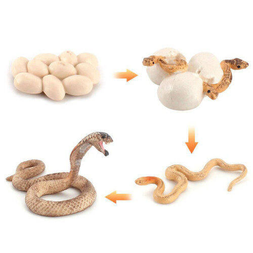 (Cobra)Simulation Solid Turtle Chick Frog Animal Growth Cycle Montessori Teaching Aids