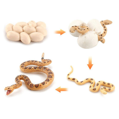 (Sand Mangabey)Simulation Solid Turtle Chick Frog Animal Growth Cycle Montessori Teaching Aids