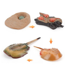 (Horseshoe Crab)Simulation Solid Turtle Chick Frog Animal Growth Cycle Montessori Teaching Aids