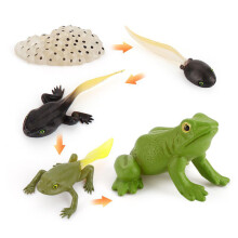 (Frog)Simulation Solid Turtle Chick Frog Animal Growth Cycle Montessori Teaching Aids