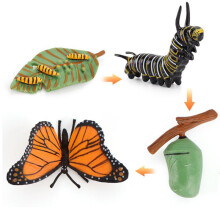 (Butterfly)Simulation Solid Turtle Chick Frog Animal Growth Cycle Montessori Teaching Aids