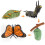 (Butterfly)Simulation Solid Turtle Chick Frog Animal Growth Cycle Montessori Teaching Aids 1