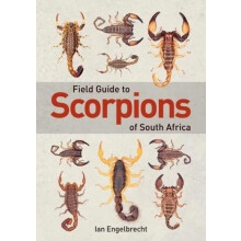 Field Guide to Scorpions of South Africa by Ian Engelbrecht Paperback