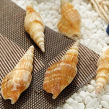 Mini Diy Tank Aquarium Natural Shell Rice Conch Green Screw White Cat's Eye Axe Screw Aquarium Landscape Decoration