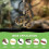 2PCS Snake Climbing Rings Kit, Adjustable  Python Enrichment Hoop Chain Toys for Corn Snakes,Chameleons, 6
