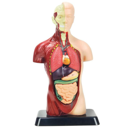 Modelo de Corpo Humano de 11 Polegadas para CriançAs, Brinquedos Modelo de Anatomia Do Tronco Humano, Boneca de Anatomia RemovíVel de 8 PeçAs com