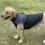 Reflective Waterproof Dog Coat Winter Warm Small Medium 7