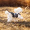 Robe pull à carreaux pour petits chiens, printemps-été 3