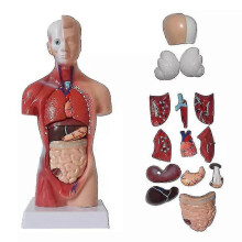 Unisex anatomisch model van een menselijke romp met interne organen en skelet, geschikt voor medische studies en gebruik in de klas.