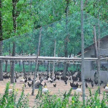 (4x12m) Stevig tuinnet ter bescherming tegen vogels voor gewassen en hekken.