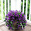 Vignes de liseron violet en soie artificielle (2 pièces) 2