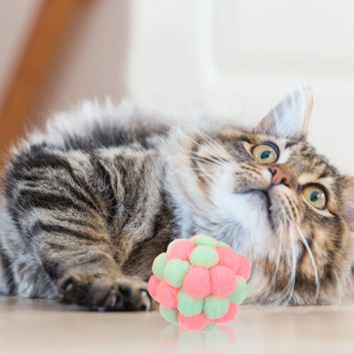 Giocattoli per gatti, peluche, 6 pezzi 2