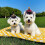 Halloween Heksehat til Katte og Hunde Gul Sort Blonde 7