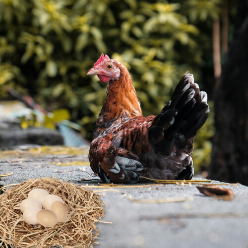 Poultry Bedding Set Shredded Straw 10 lb 2