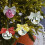 Pink Mirror Ball Ornament with Silver Glitter Bow 1pc 1
