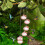 Hummingbird Feeder with Wind Chime Leak-Proof Ant-Bee Proof 5