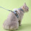 Cat Harness and Leash Adjustable Escape-Proof Cartoon Wing 8