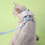 Cat Harness and Leash Adjustable Escape-Proof Cartoon Wing 7